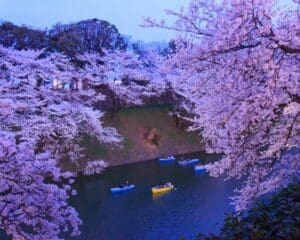 tokyo cherry blossom