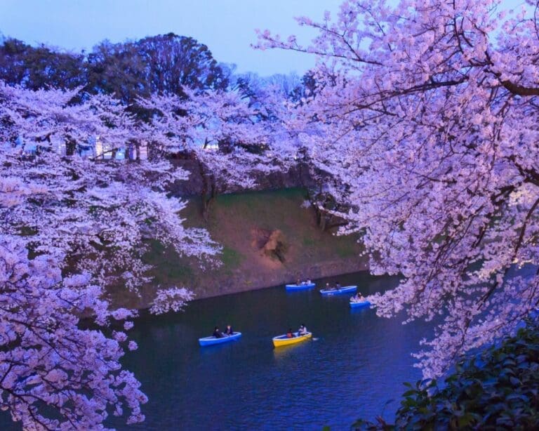25 best spots to see the Tokyo Cherry Blossom [with dates and travel tips]