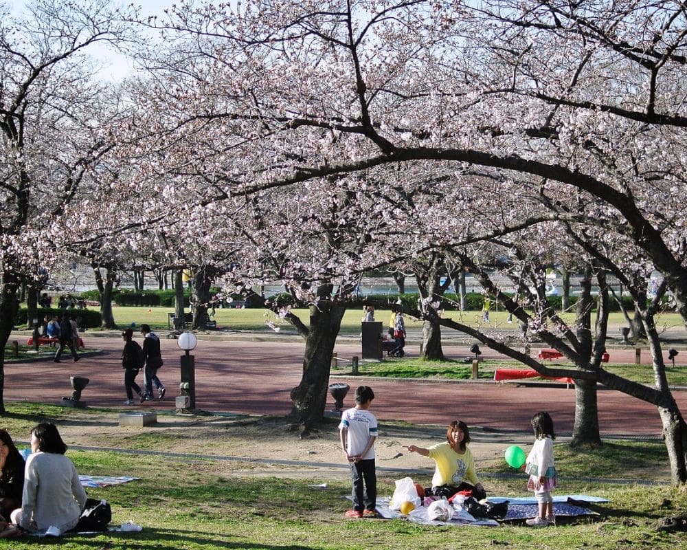 osaka cherry blossoms