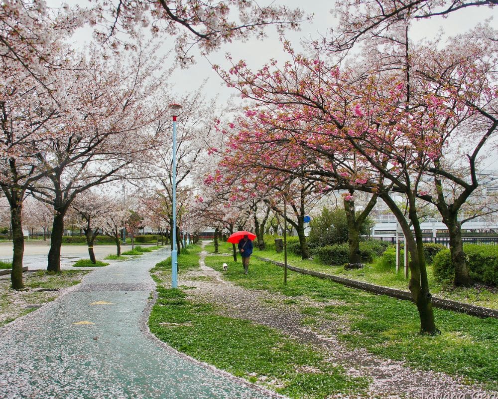 osaka cherry blossoms