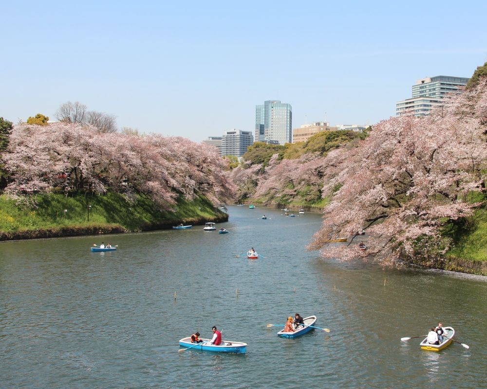 tokyo cherry blossom