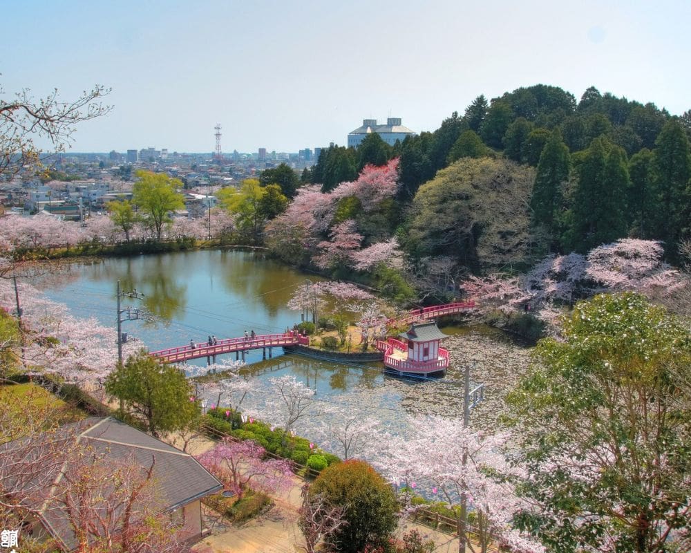 Japanese Cherry Blossoms