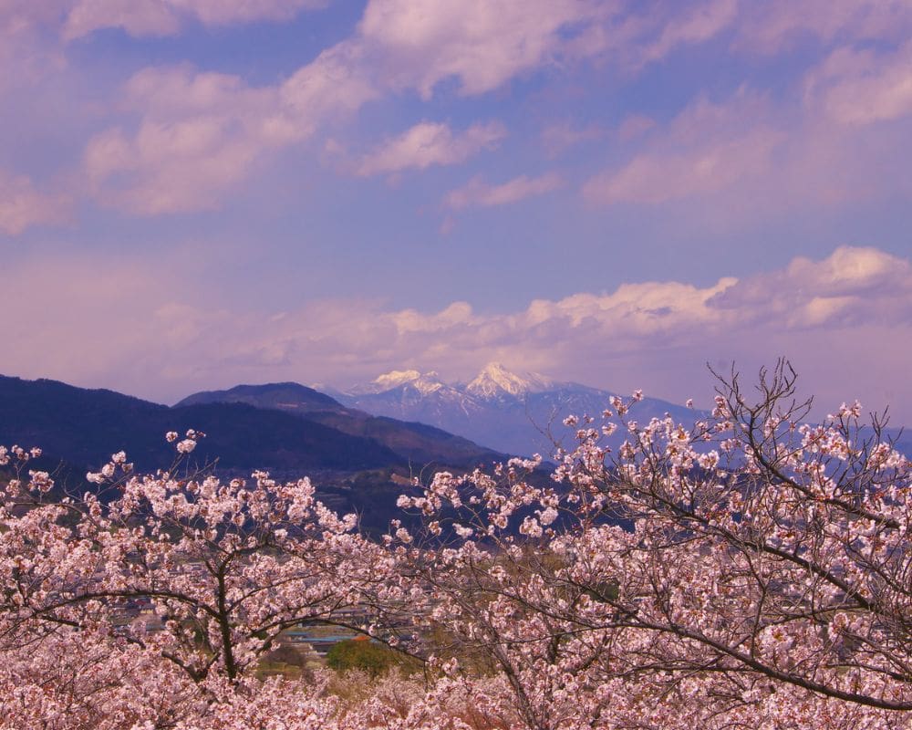 cherry blossoms in Japan