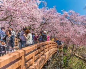 cherry blossoms in Japan
