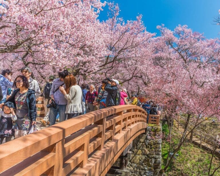 26 most beautiful spots to see cherry blossoms in Japan
