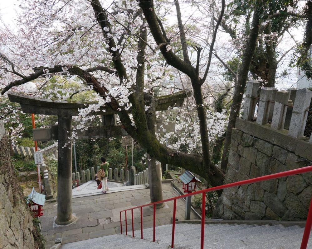 fukuoka cherry blossom