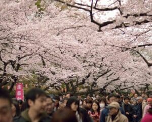Cherry Blossom Japan Festivals