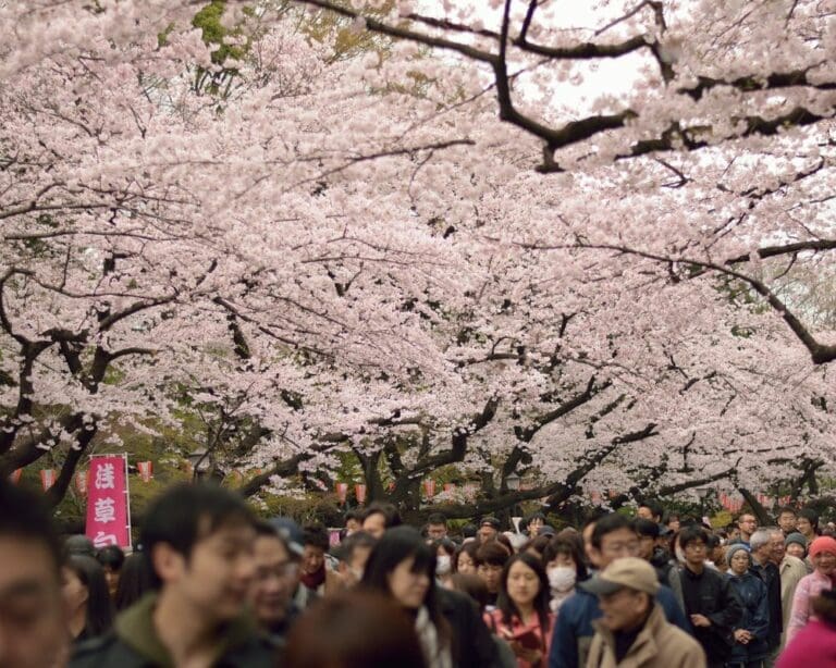 24 incredible Cherry Blossom Festivals in Japan
