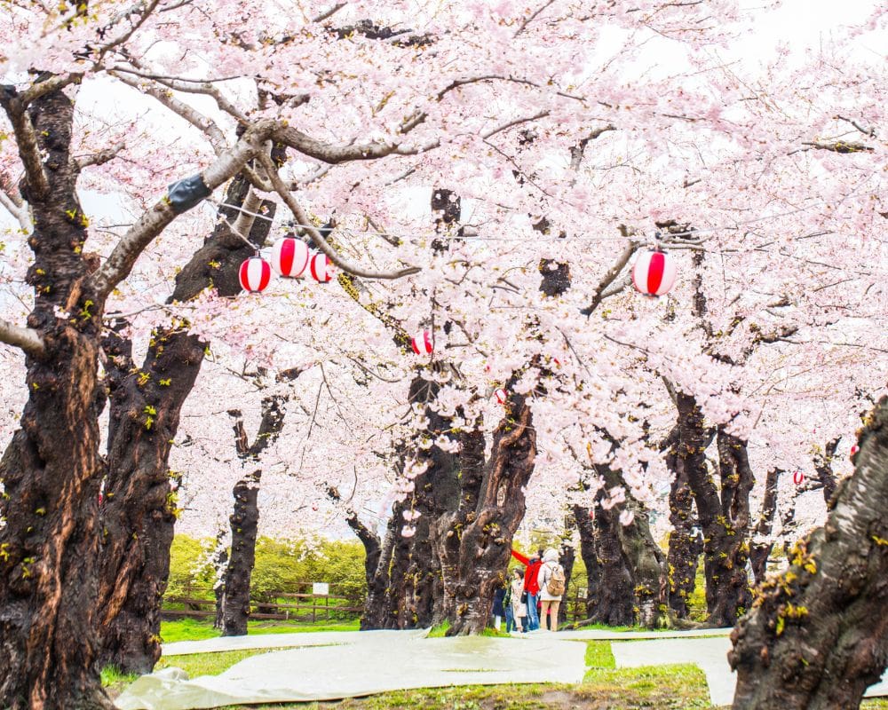 hokkaido cherry blossom