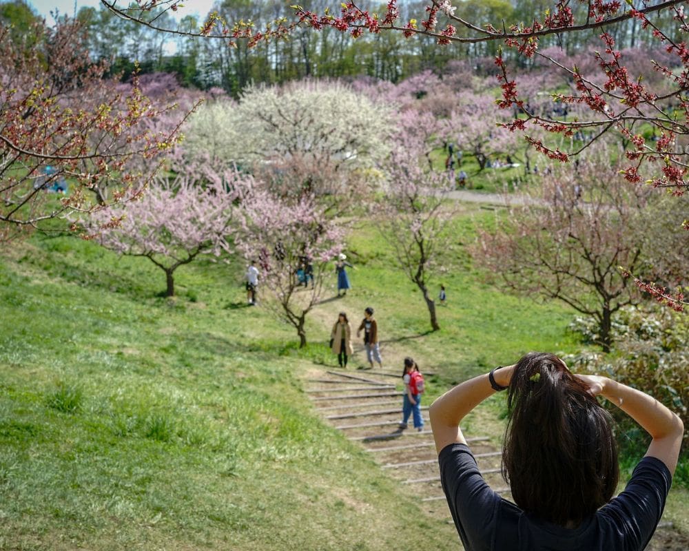 hokkaido cherry blossom