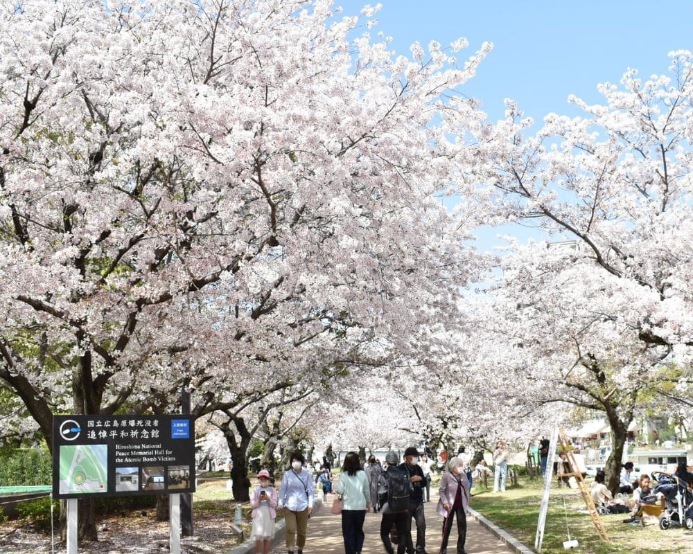 cherry blossom japan festivals