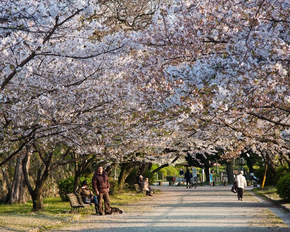fukuoka cherry blossom