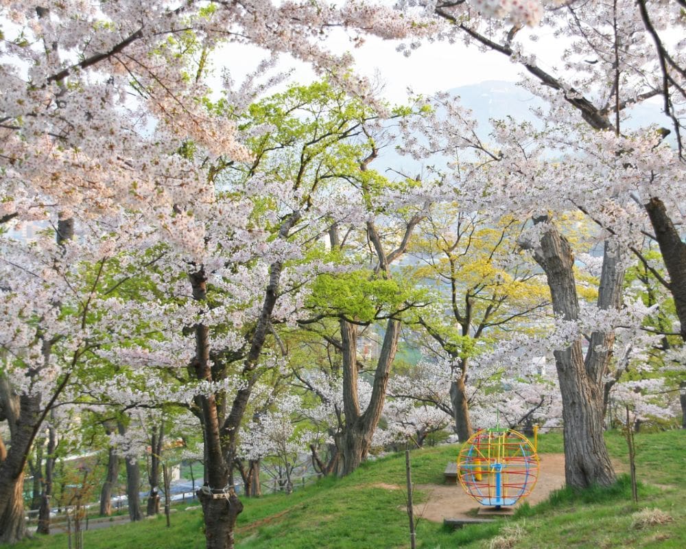 hokkaido cherry blossom